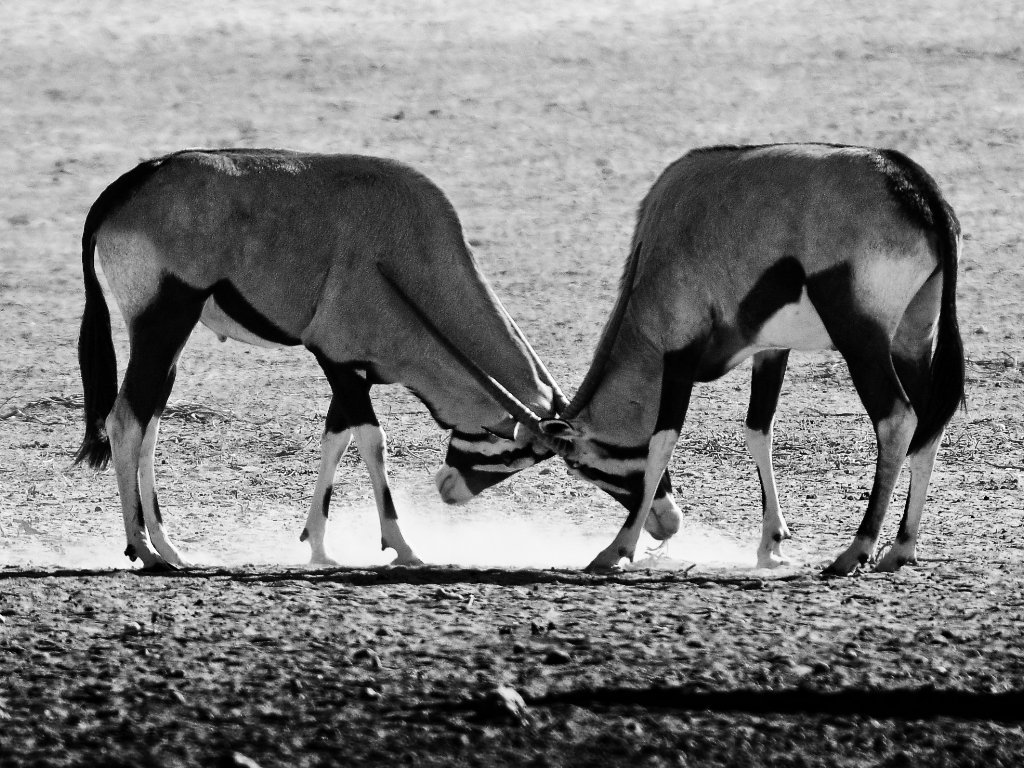 Gemsbok fighting-003