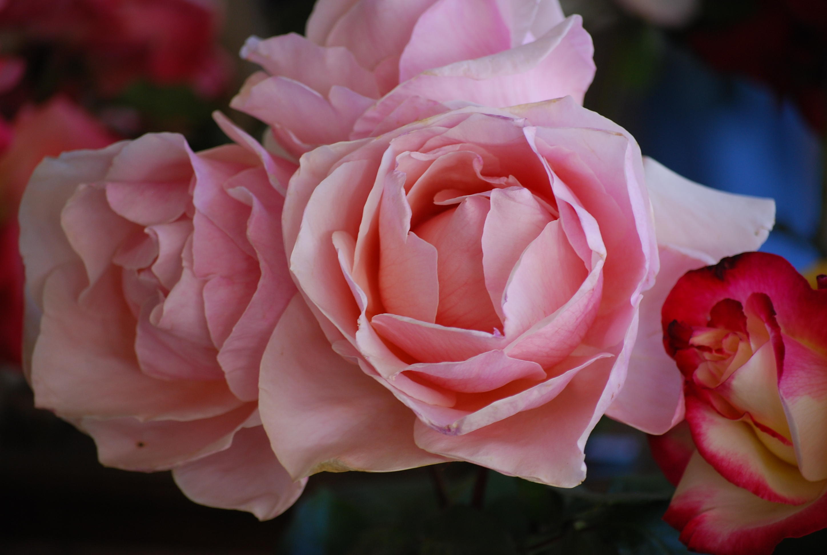 DSC_0073.JPG
