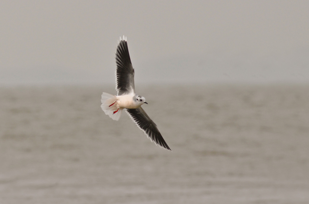 Little Gull