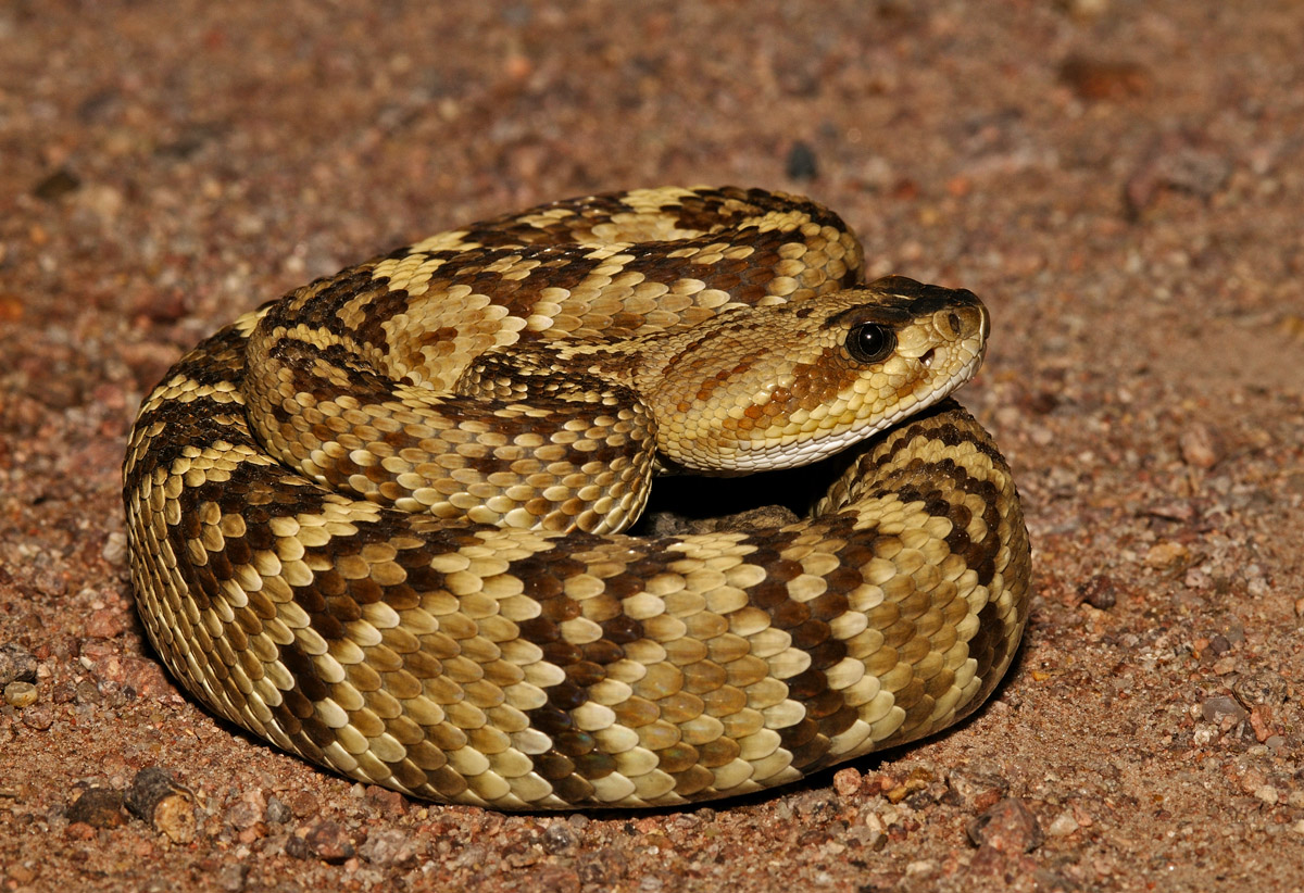 Northern Black-tailed Rattlesnake