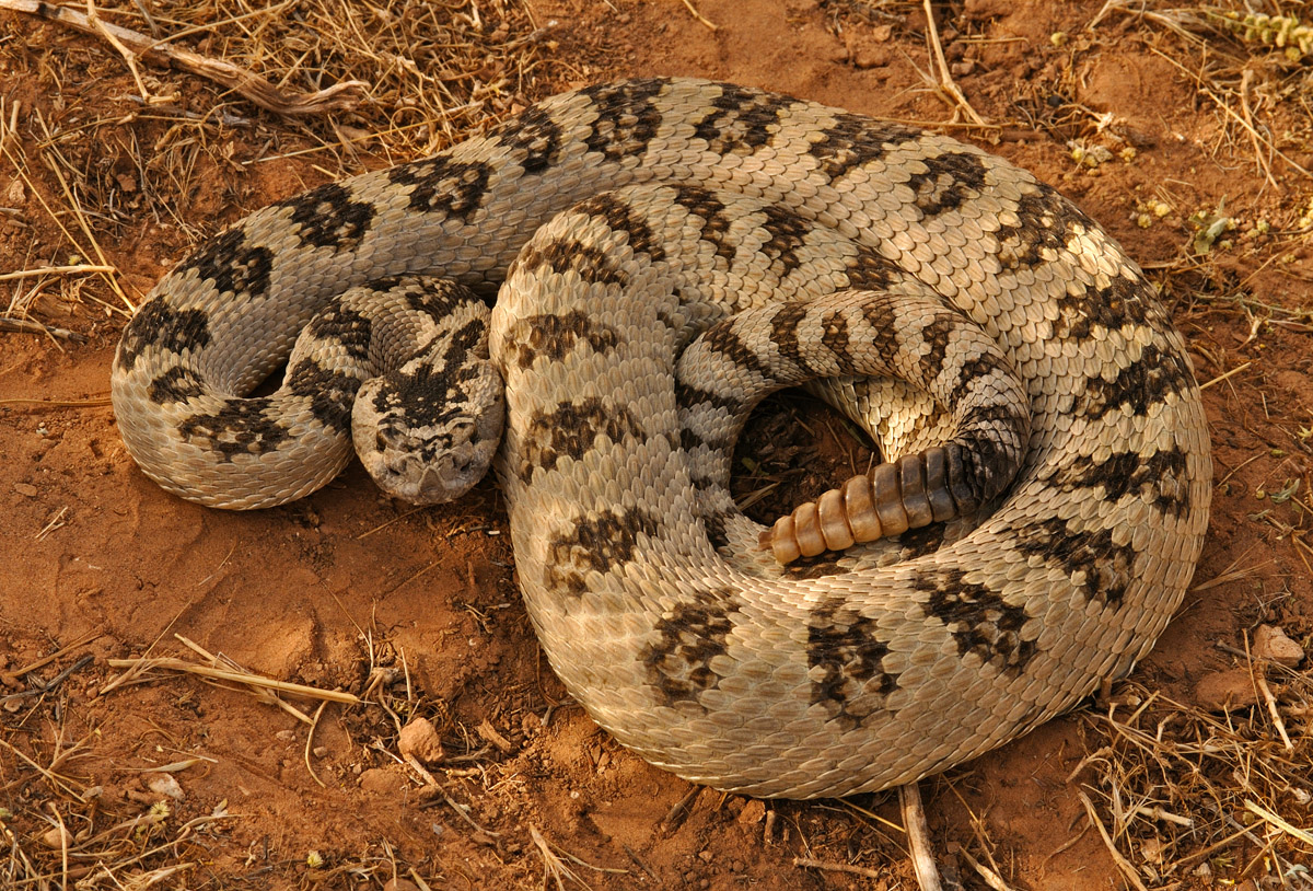 Great Basin Rattlesnake