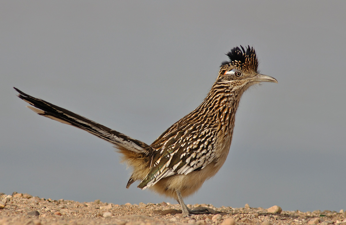 Greater Roadrunner