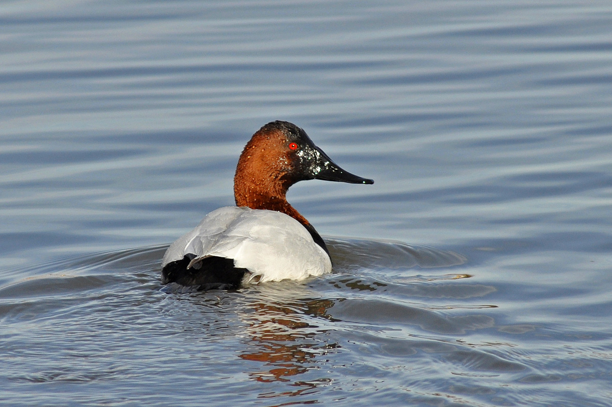 Canvasback