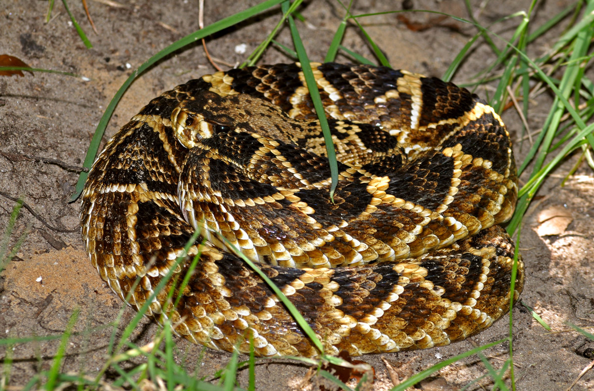 Eastern Diamond-backed Rattlesnake