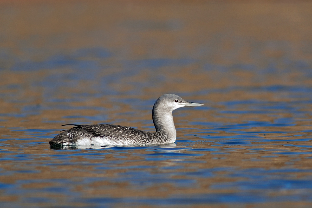 Red-throated Loon