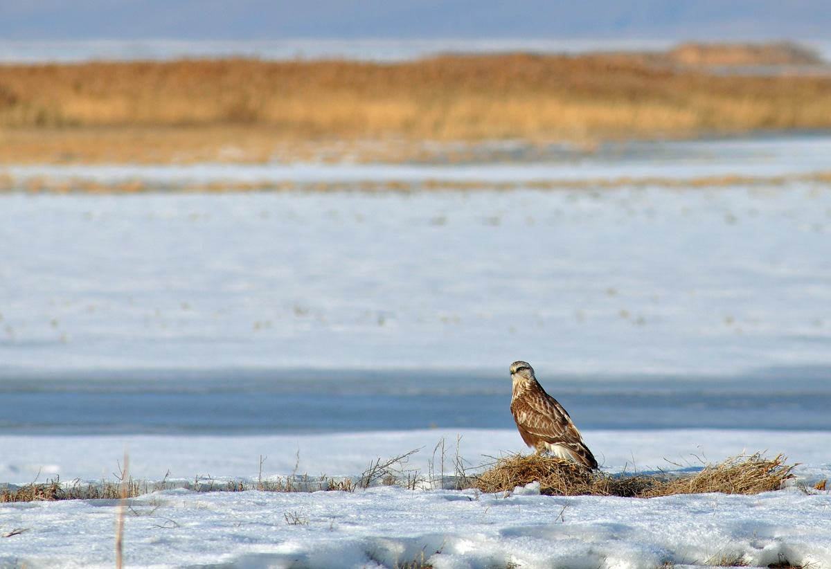 Rough-legged Hawk