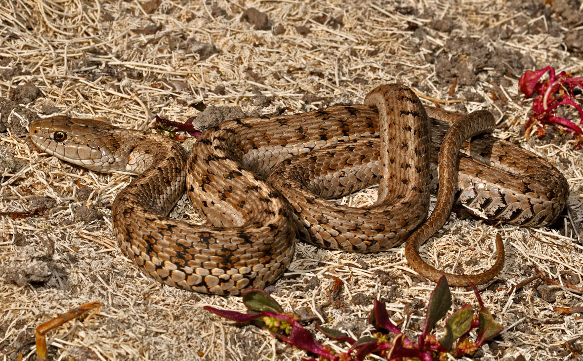 Wandering Gartersnake