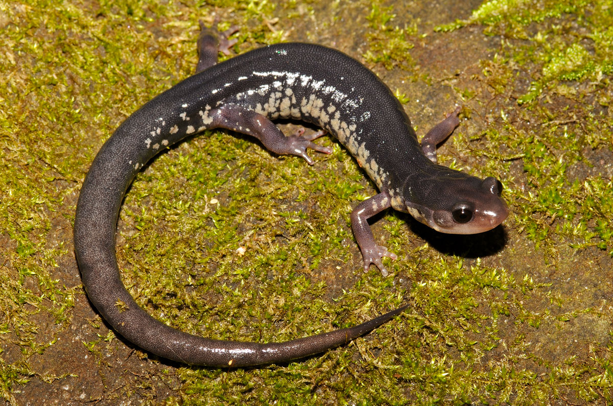 Chattahoochee Slimy Salamander