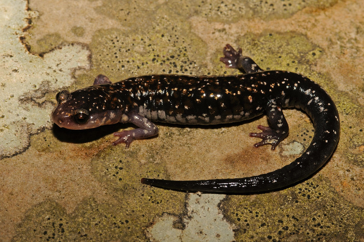 Rich Mountain Salamander