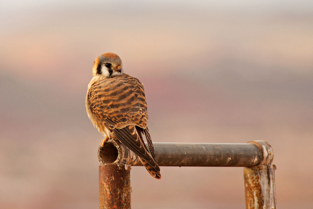 American Kestrel