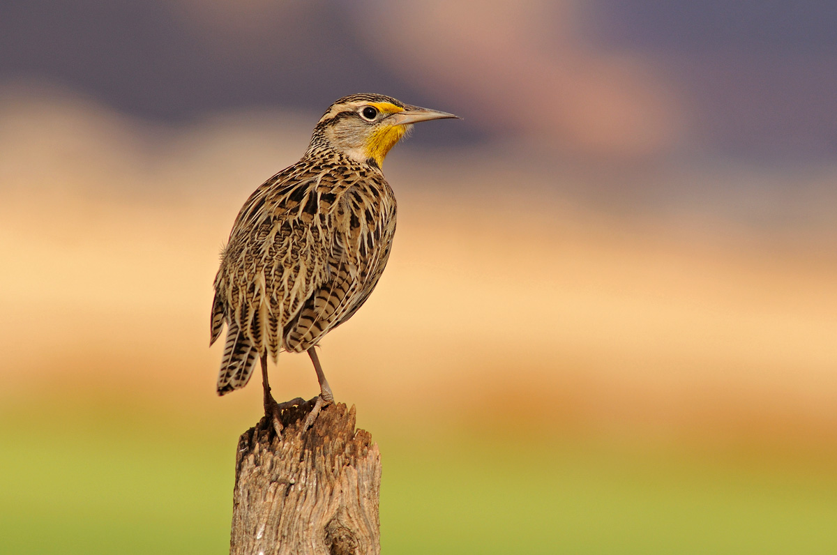 Western Meadowlark