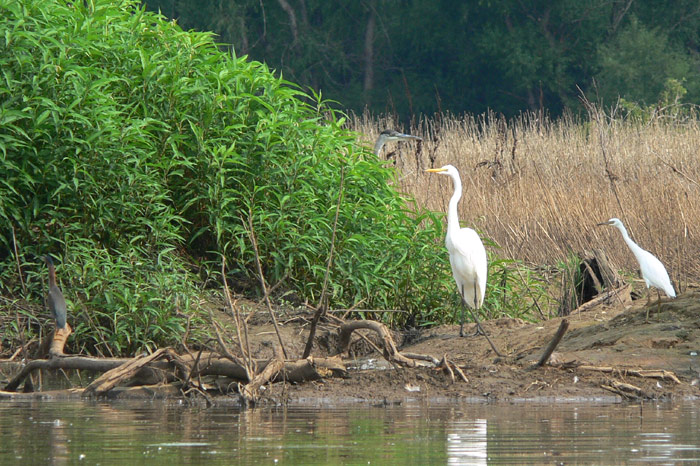 Herons