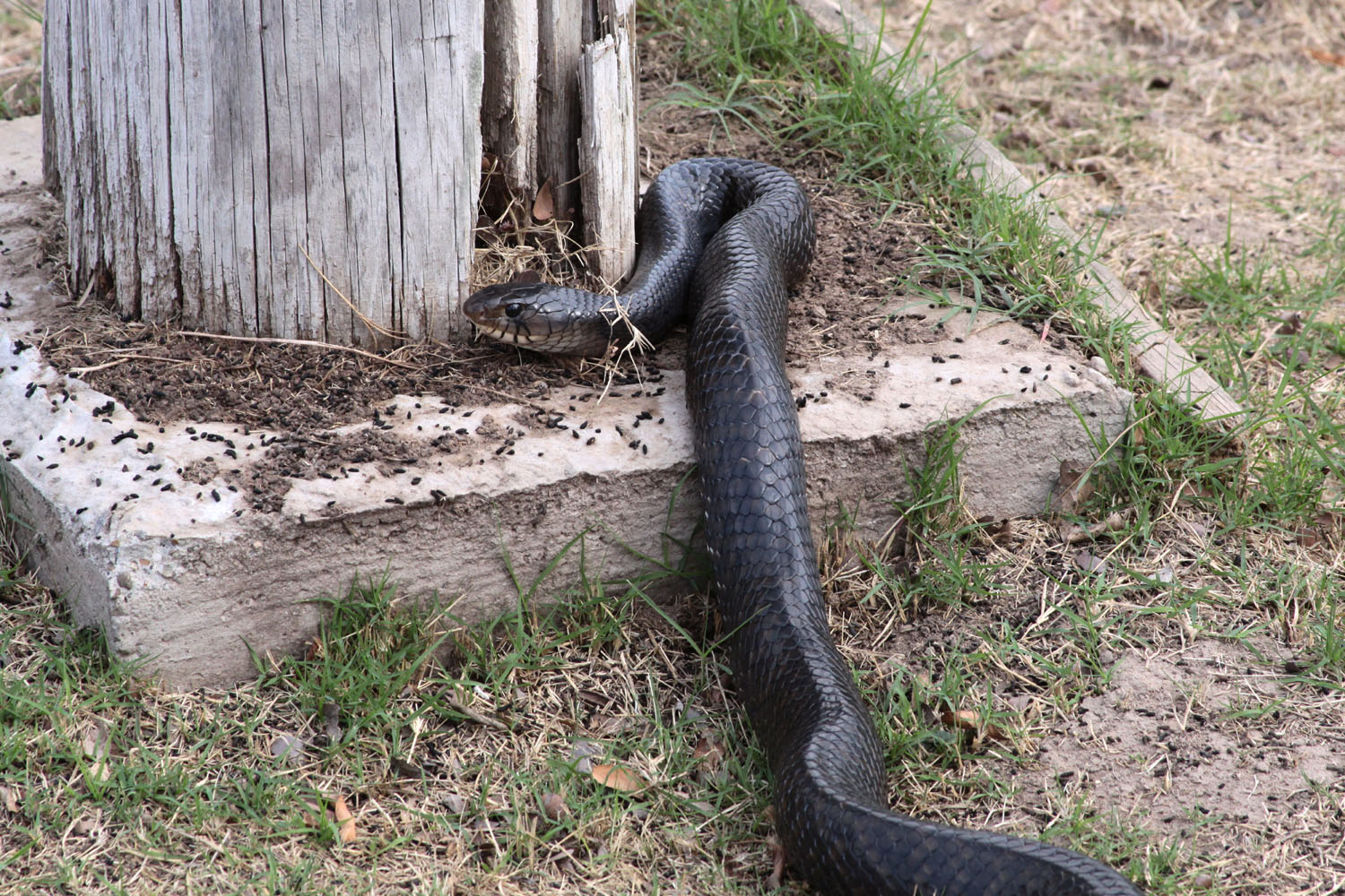 Texas Indigo Snake