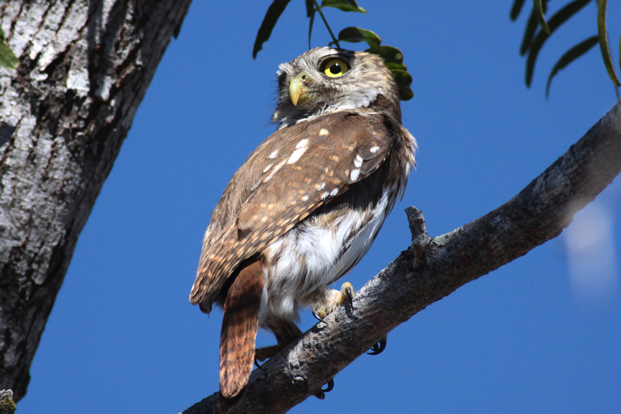 Ferruginous Pygmy-Owl