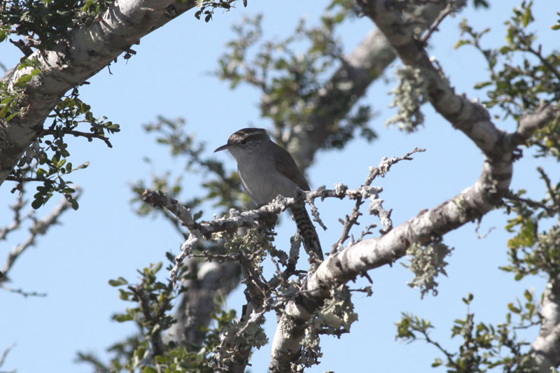 Bewicks Wren