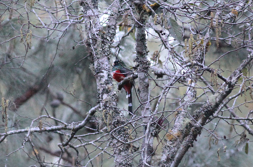 Mountain Trogon