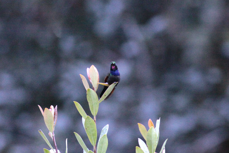 Garnet-throated Hummingbird