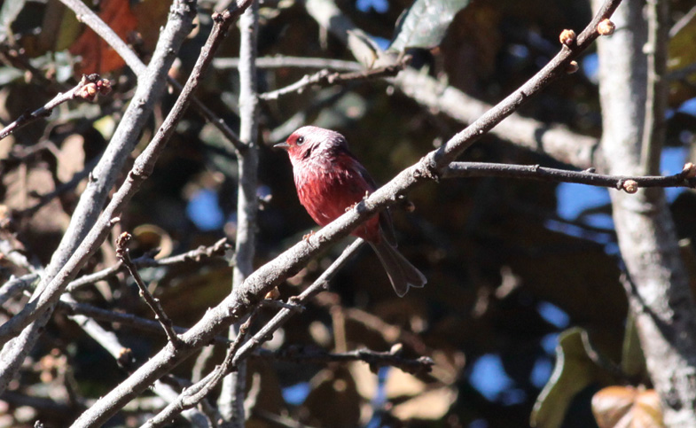 Pink-headed Warbler