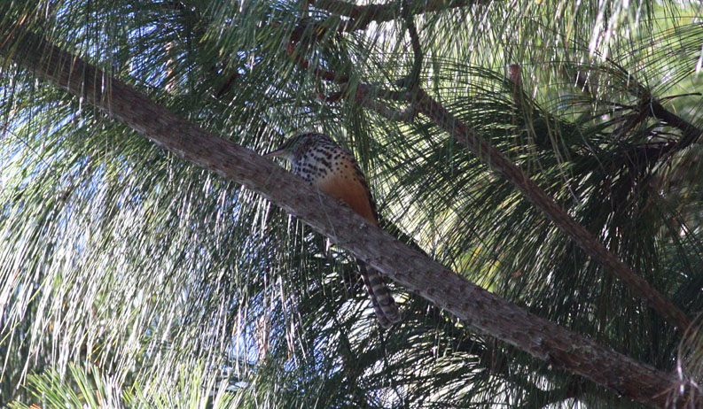 Band-backed Wren
