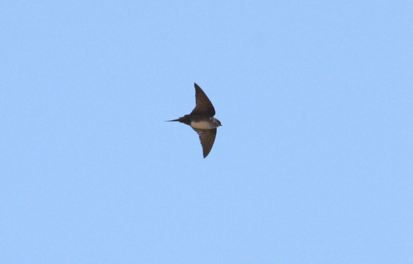 Black-capped Swallow