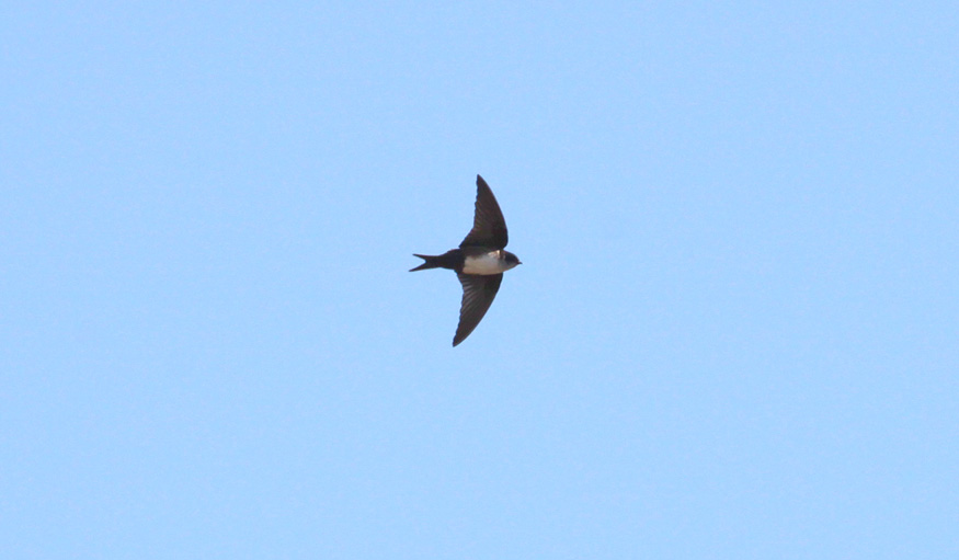 Black-capped Swallow