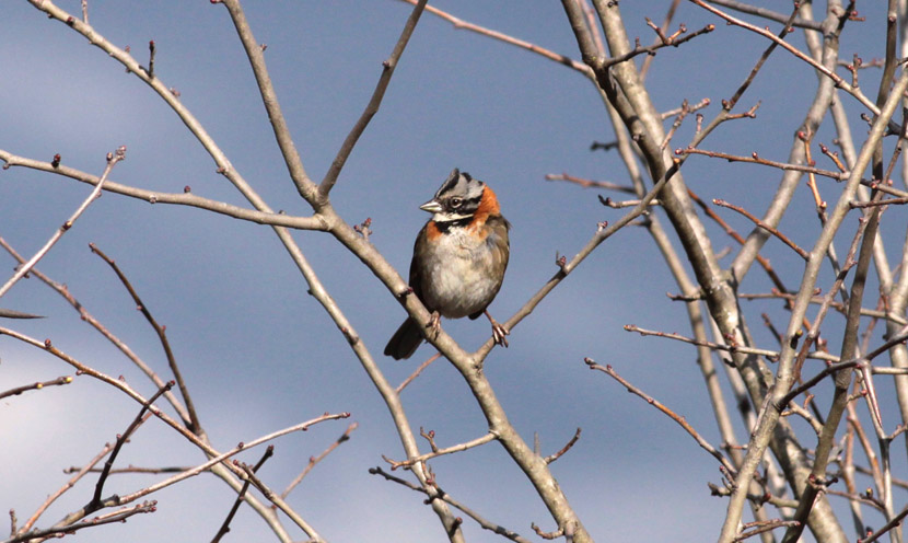 Rufous-collared Sparrow