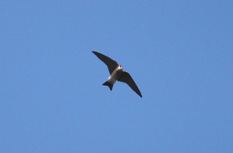 (Ridgeways) Northern Rough-winged Swallow
