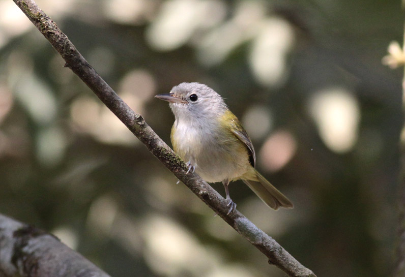 Lesser Greenlet