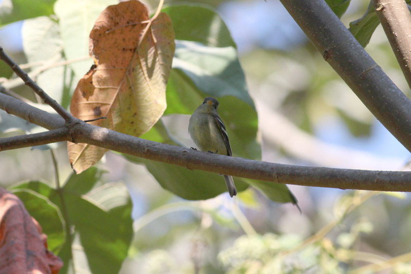 Yellow-bellied Flycatcher
