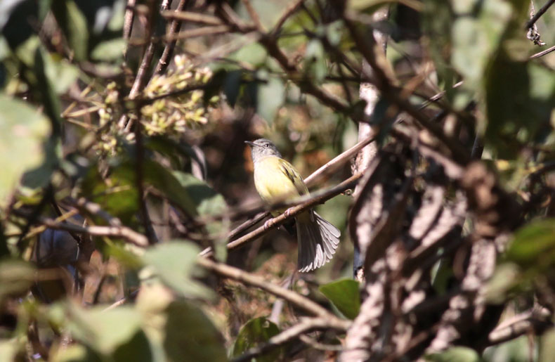 Yellow-olive Flycatcher
