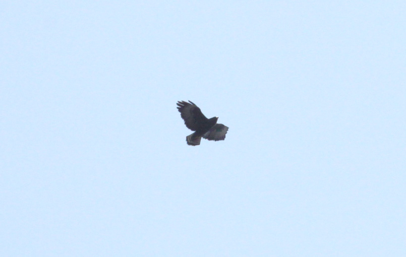 Short-tailed Hawk