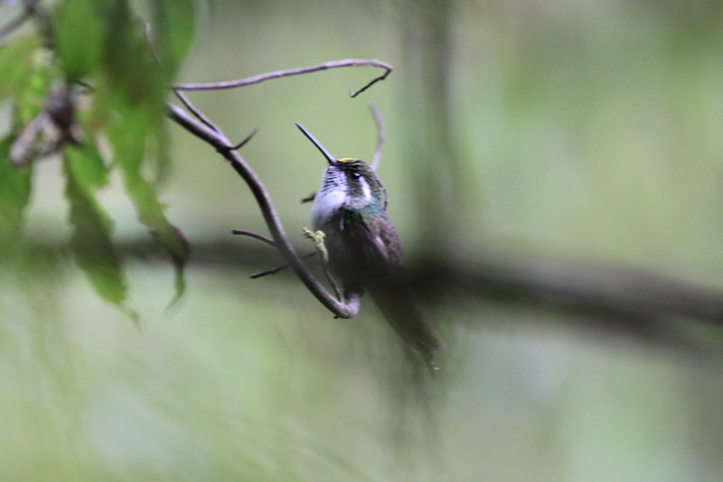 Green-throated Mountain-gem