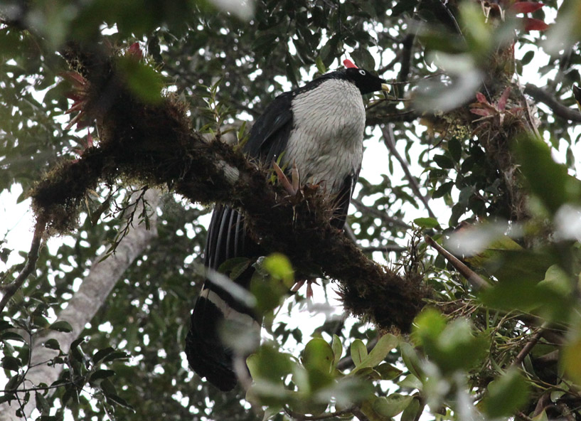 Horned Guan