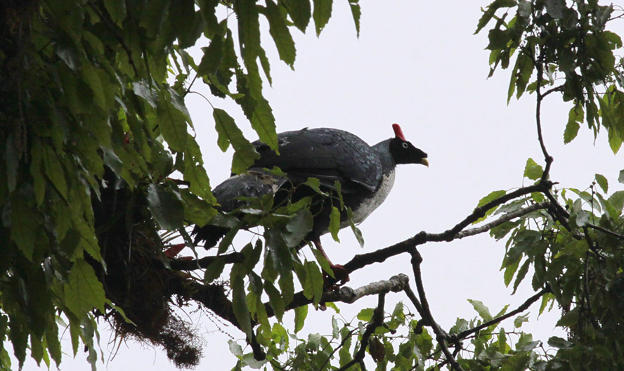 Horned Guan