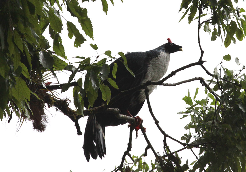Horned Guan