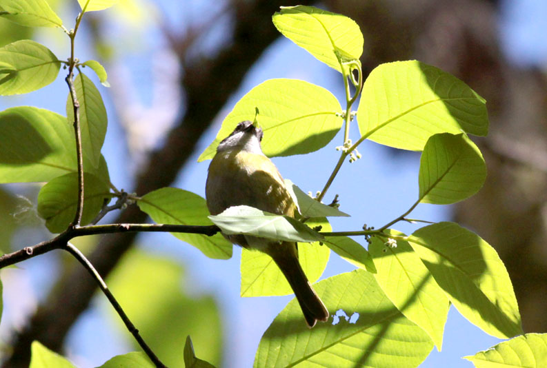 Common Bush-Tanager