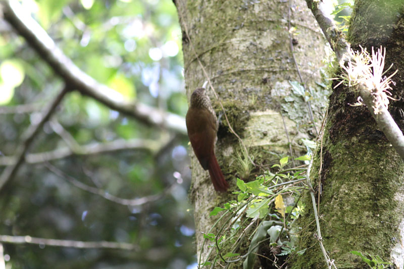 Spot-crowned Woodcreeper