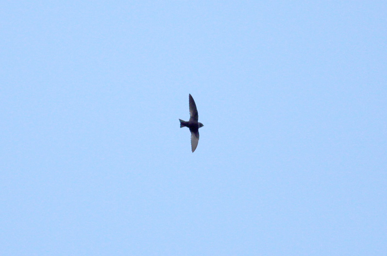 White-collared Swift