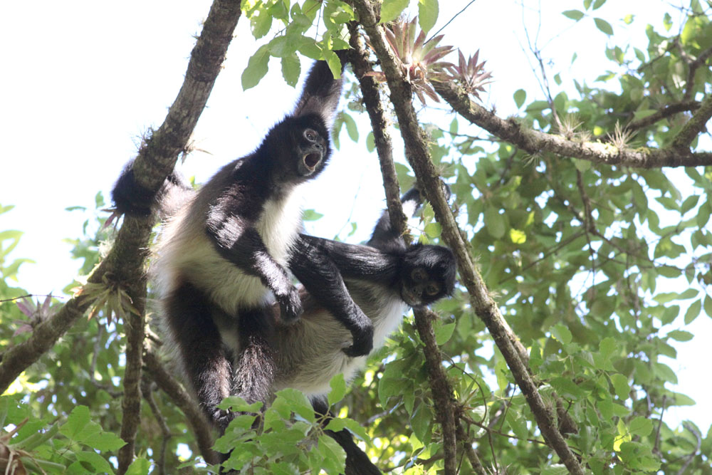 Central American Spider Monkeys