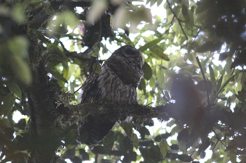 Fulvous Owl