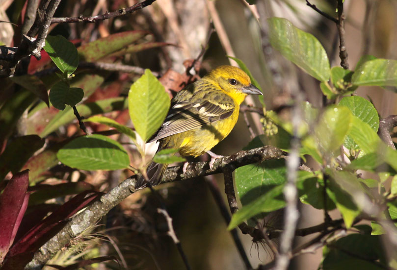 Flame-colored Tanager