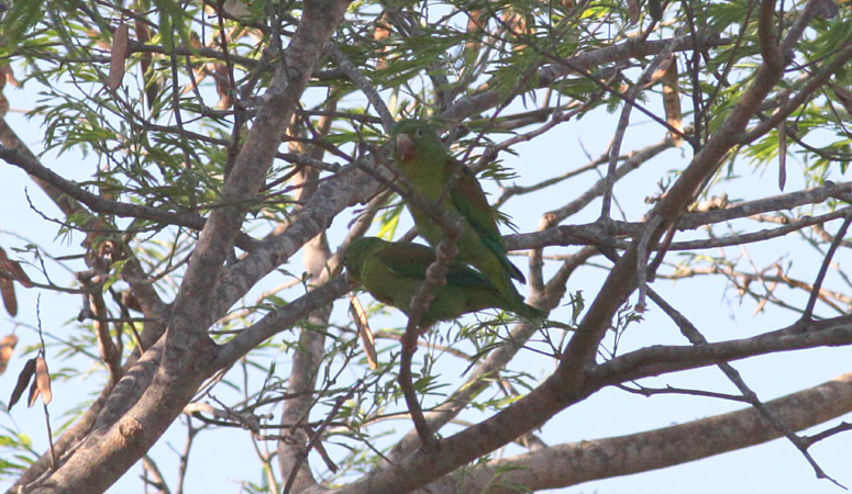 Orange-chinned Parakeets