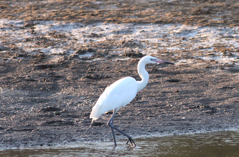 Reddish Egret
