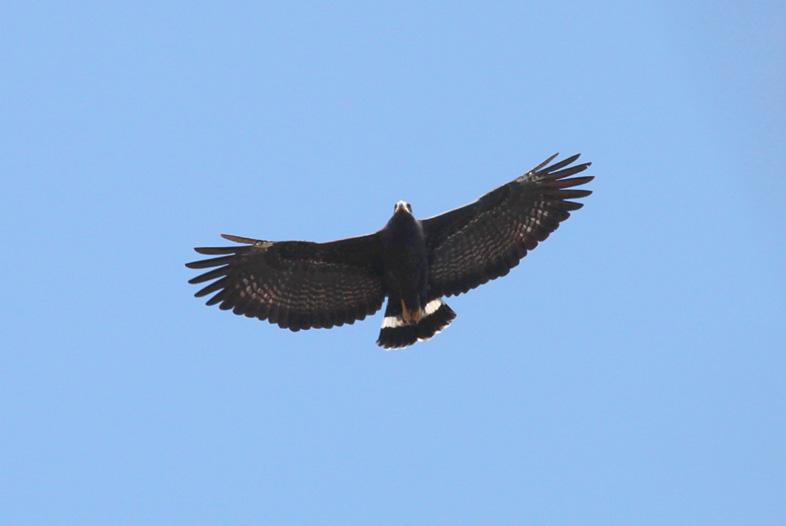 Common Black-Hawk