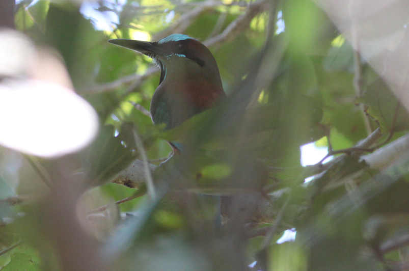 Turquise-browed motmot