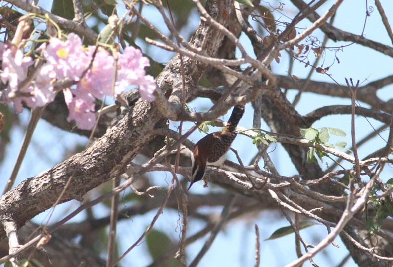 Rufous-naped Wren