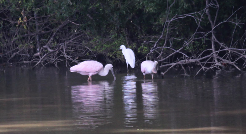 Roseate Spoonbills