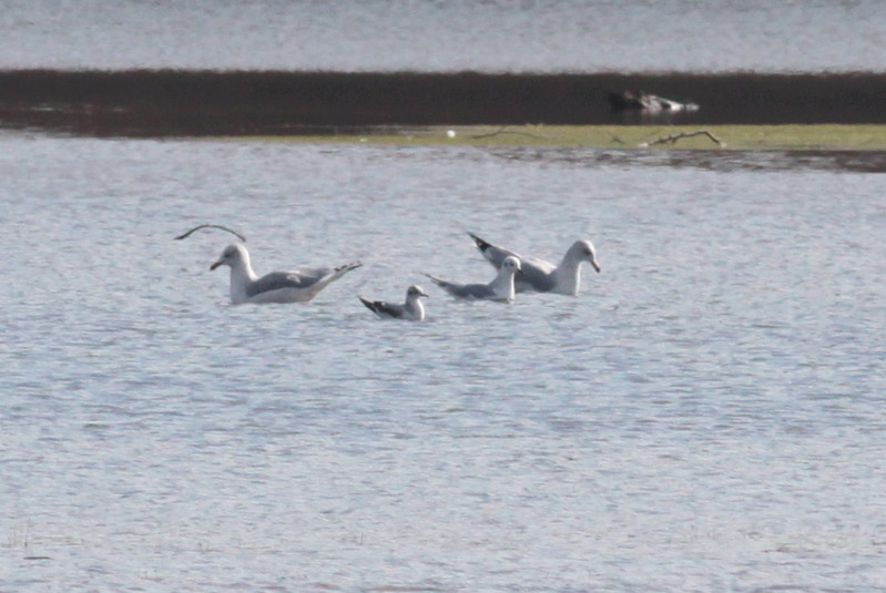 Little Gull