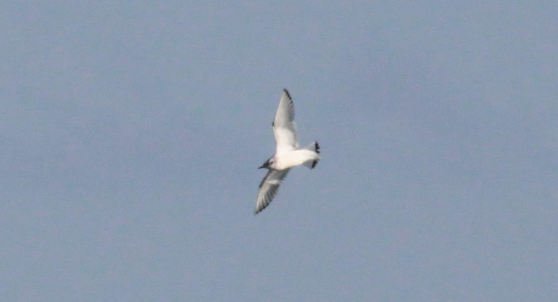 Little Gull