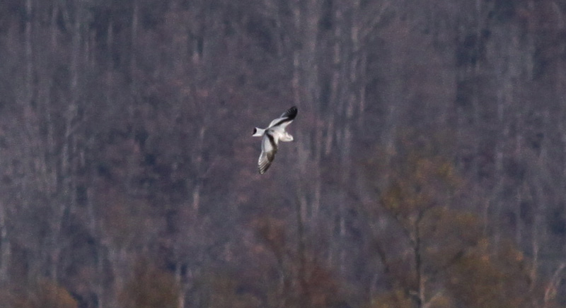 Little Gull